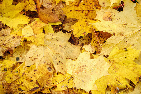 地上的橙色秋天树叶自然界中的纹理图案图片