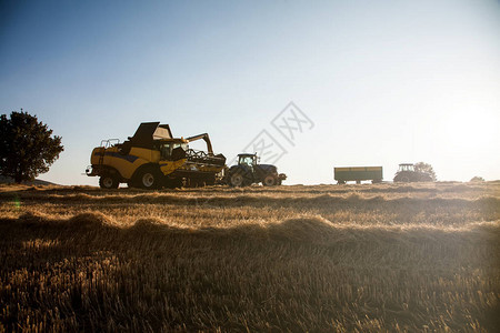 日落时收获小麦农场并装载拖拉机拖车储存背景图片