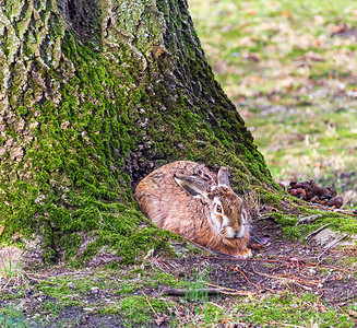 可爱的兔子坐在树上躲在树根里图片