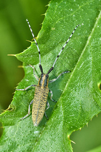 甲虫在草丛中爬行昆虫白天非常活跃甲虫的拉丁名字是Cteniceerpectini图片