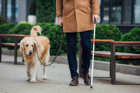 在城市街道上行走的手杖和导盲狗对盲人的切图片