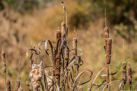 一组香蒲在湿地上图片