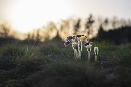 春天田野上的白头翁花图片