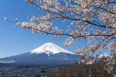 富士山前的樱花树图片