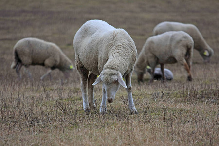 可爱的绵羊在草地上放牧图片