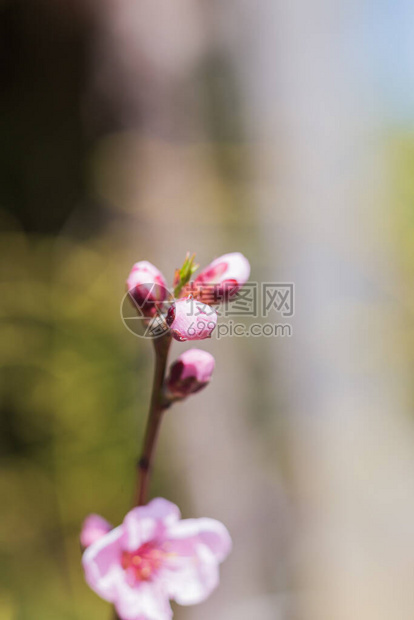 粉色樱花的绿芽图片