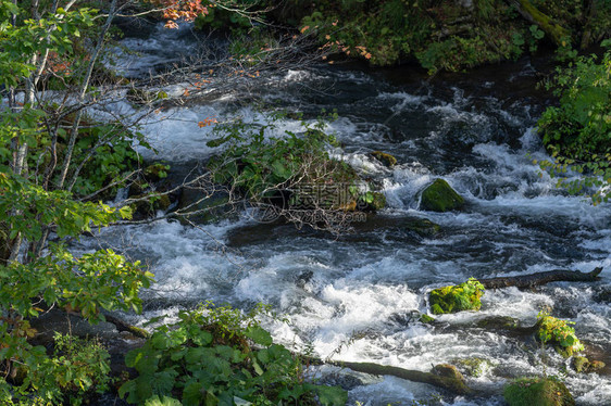 清澈的溪流和树叶图片