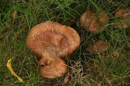 秋季在盖尔德兰Veluwe森林上的蘑菇图片