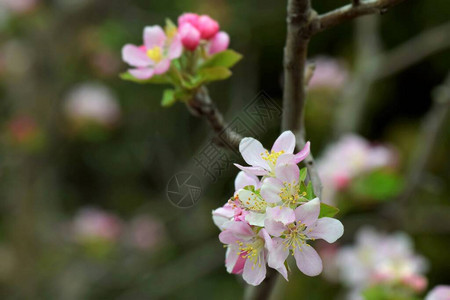 粉色花花特写图片