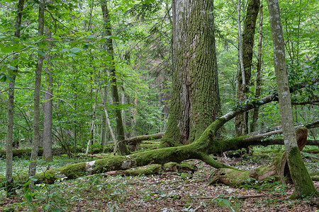 波兰欧洲比亚洛维扎森林的夏日衰退林中古图片