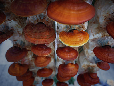 灵芝蘑菇种植农场业中药图片