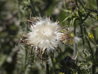 春天的蓟花准备通过风或动物接触散播种子图片