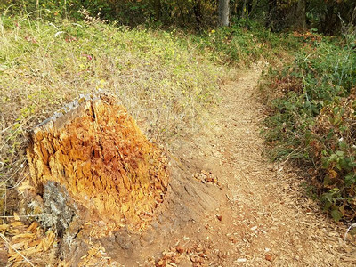腐烂或分解棕树干树皮或有足迹图片