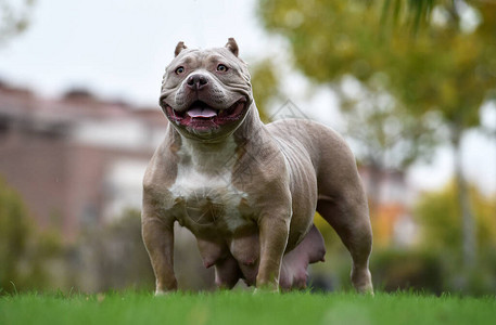 一只强壮的美国恶霸犬图片