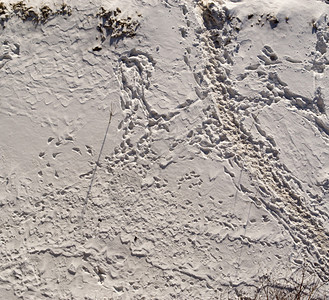 冬季积雪中人类足迹作为通往某图片
