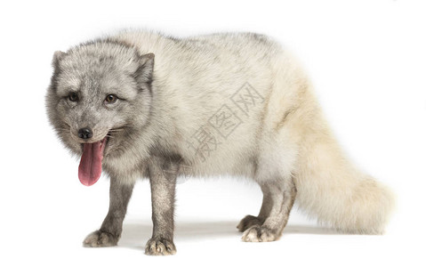 北极狐VulpesLaco图片