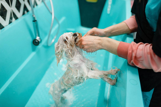 女美容师在特别浴室美容沙龙洗可爱的狗有小宠物的女人准备切掉图片