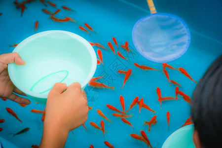 夏日祭金鱼救恩图图片素材