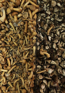 市场上的冷冻鸡油菌和蘑菇背景图片