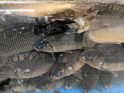 鱼群聚集在超级市的鱼缸里图片