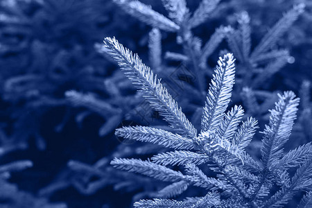 圣诞fir树枝条每年的颜色设计时美丽的图片