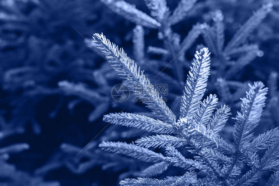 圣诞fir树枝条每年的颜色设计时美丽的图片
