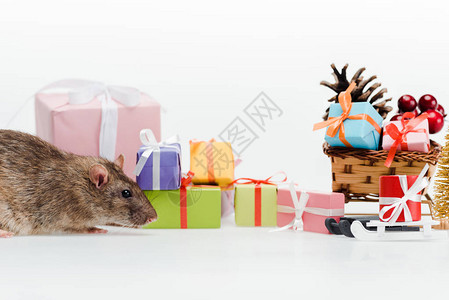 近乎彩色礼品的小型家鼠图片