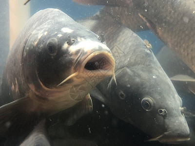 活淡水鱼会动嘴有鳞的鲤鱼在一个大水族馆里游泳很多鱼在水中背景图片