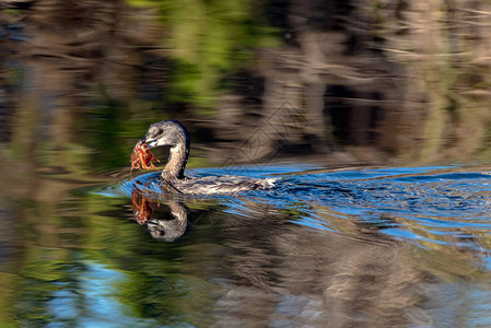 南加州比莱德格雷贝鸟在池塘表面游泳图片