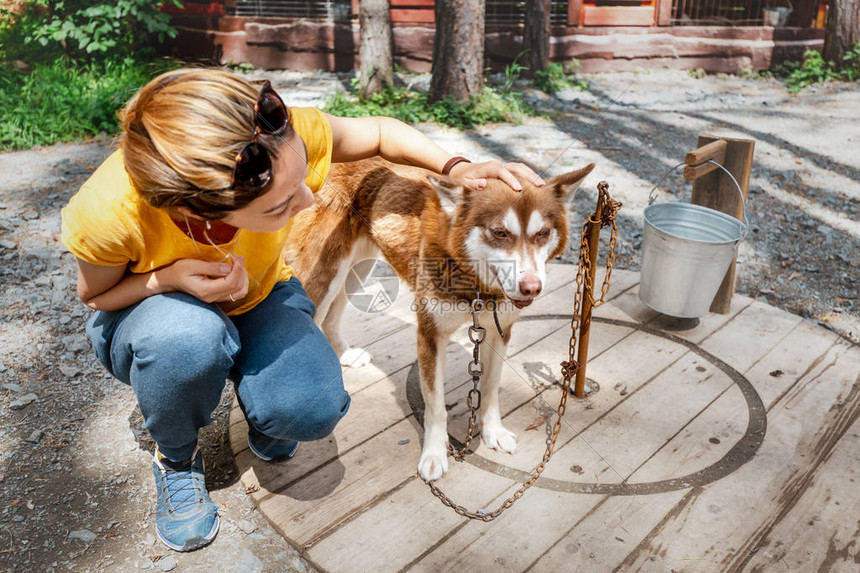 女青年在狗舍里用西比莉安霍斯基Siberian图片