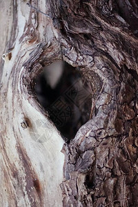 老死树干上的心形树洞图片