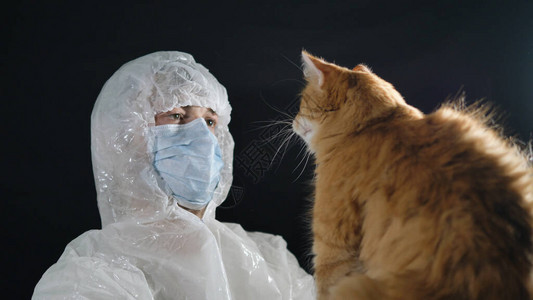 身穿防护服和医疗面具的男学家手里握着一只野猫图片