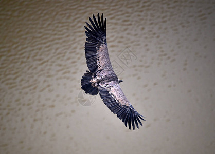 一只大灰鹰大翅膀在自图片