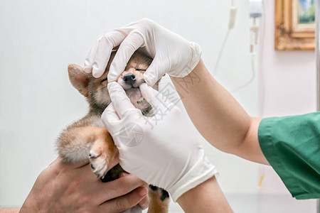 小狗健康的兽医检查医生正在检查狗牙兽医生正在图片