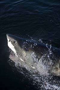 大白鲨鱼南非假湾的Carcharododoncarcha图片