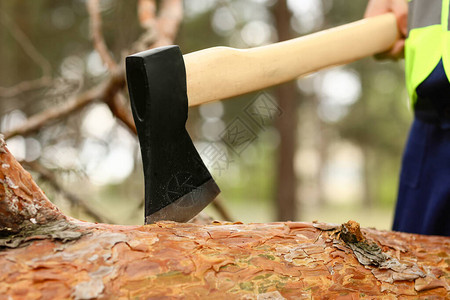 伐木工人在森林里砍树背景图片