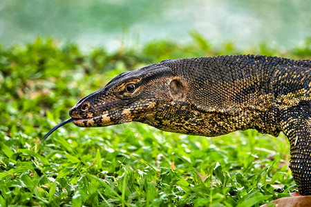 泰国曼谷Lumphini公园监测蜥蜴Varanusv图片