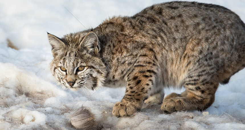 山猫体育直播带你畅享高清赛事体验随时随地观看精彩比赛