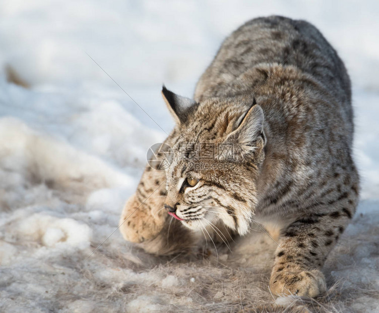 山猫体育直播覆盖全球热门比赛一站式体验极致观赛乐趣