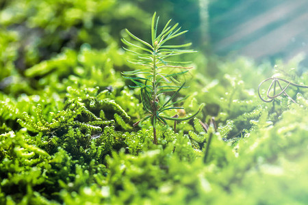 新鲜绿苔中的小豆芽生态系统概图片