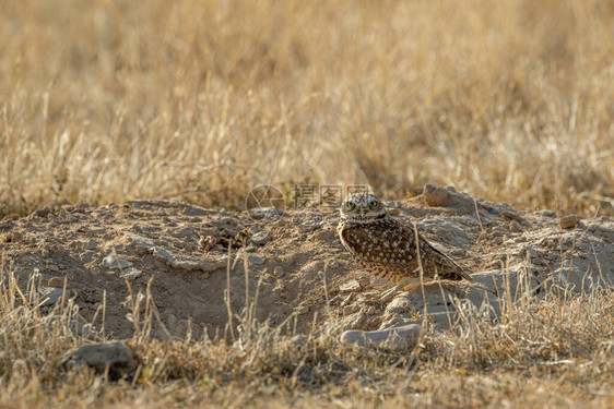 犹他州沙漠中的burrownign猫头鹰图片