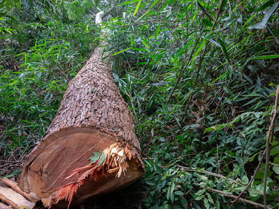 砍树桉砍伐森林图片