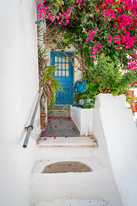 入口处有蓝色的门由植物和明亮的粉红色图片