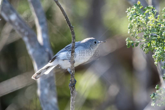 一只小蓝灰豹捕鸟紧抱在树枝洞口图片