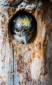 三趾啄木鸟在它的巢穴图片