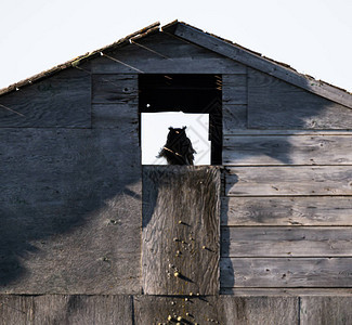 谷仓里的大角鸮图片