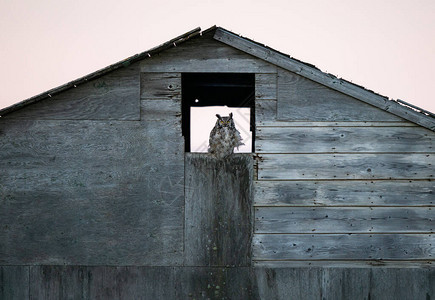 谷仓里的大灰猫头鹰图片