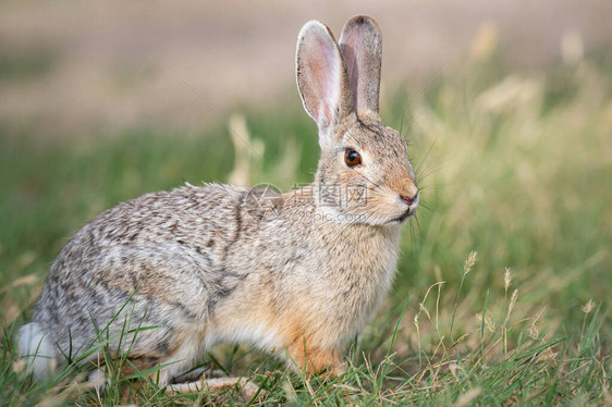 加拿大草原上的野兔图片