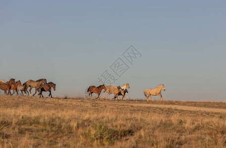 一大批野马在春天穿过犹他沙漠图片