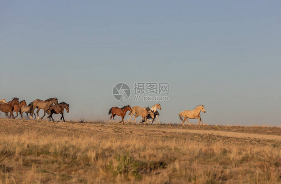 一大批野马在春天穿过犹他沙漠图片